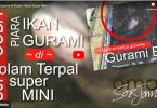 Gurami Kolam Mini